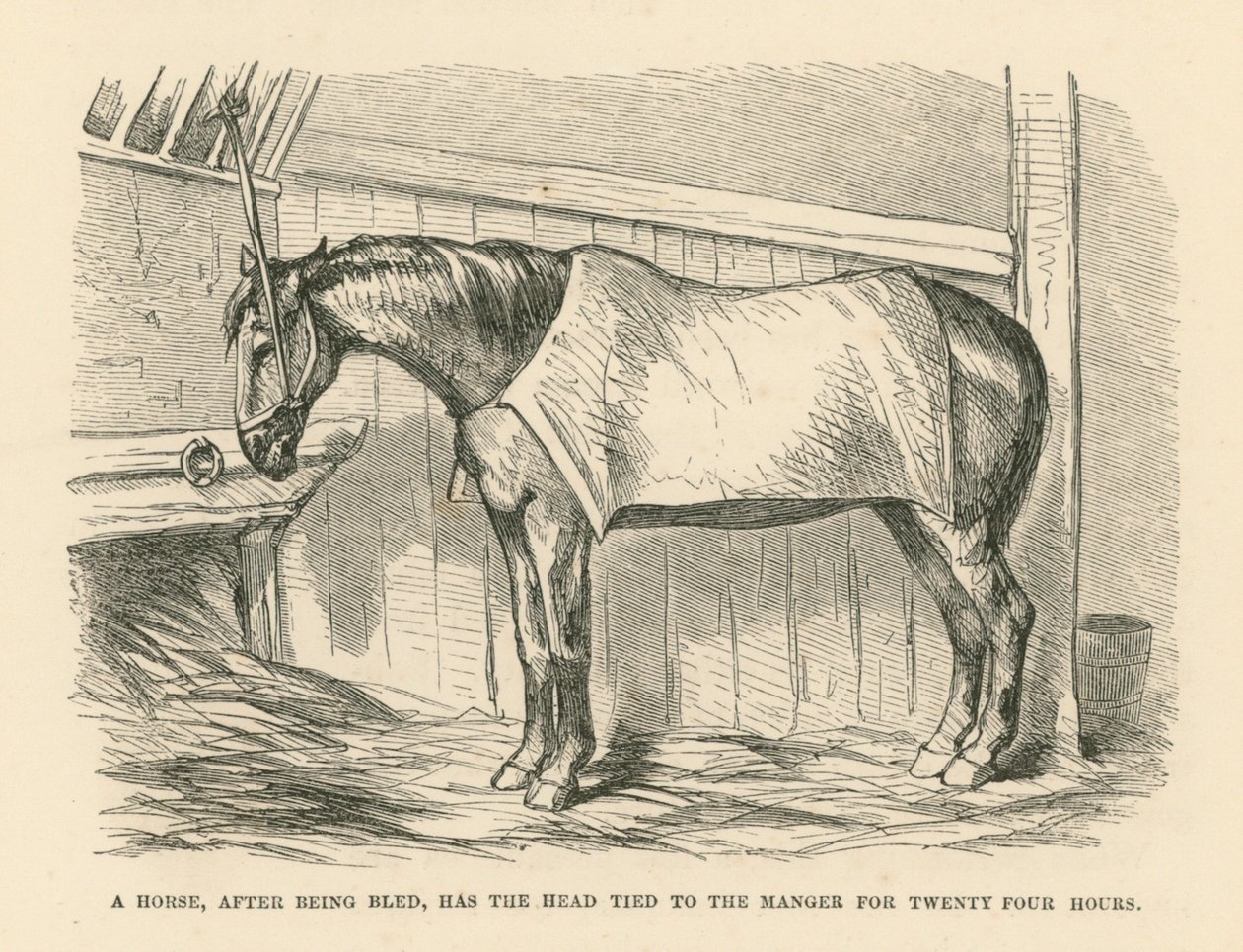 Un Caballo, después de ser desangrado, tiene la Cabeza atada al Pesebre durante Veinticuatro Horas (grabado) de English School