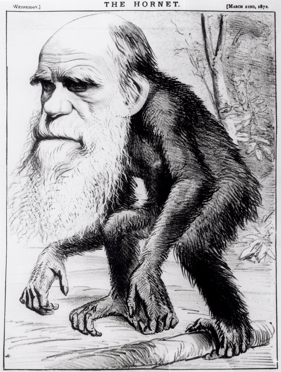 Un venerable orangután, de 