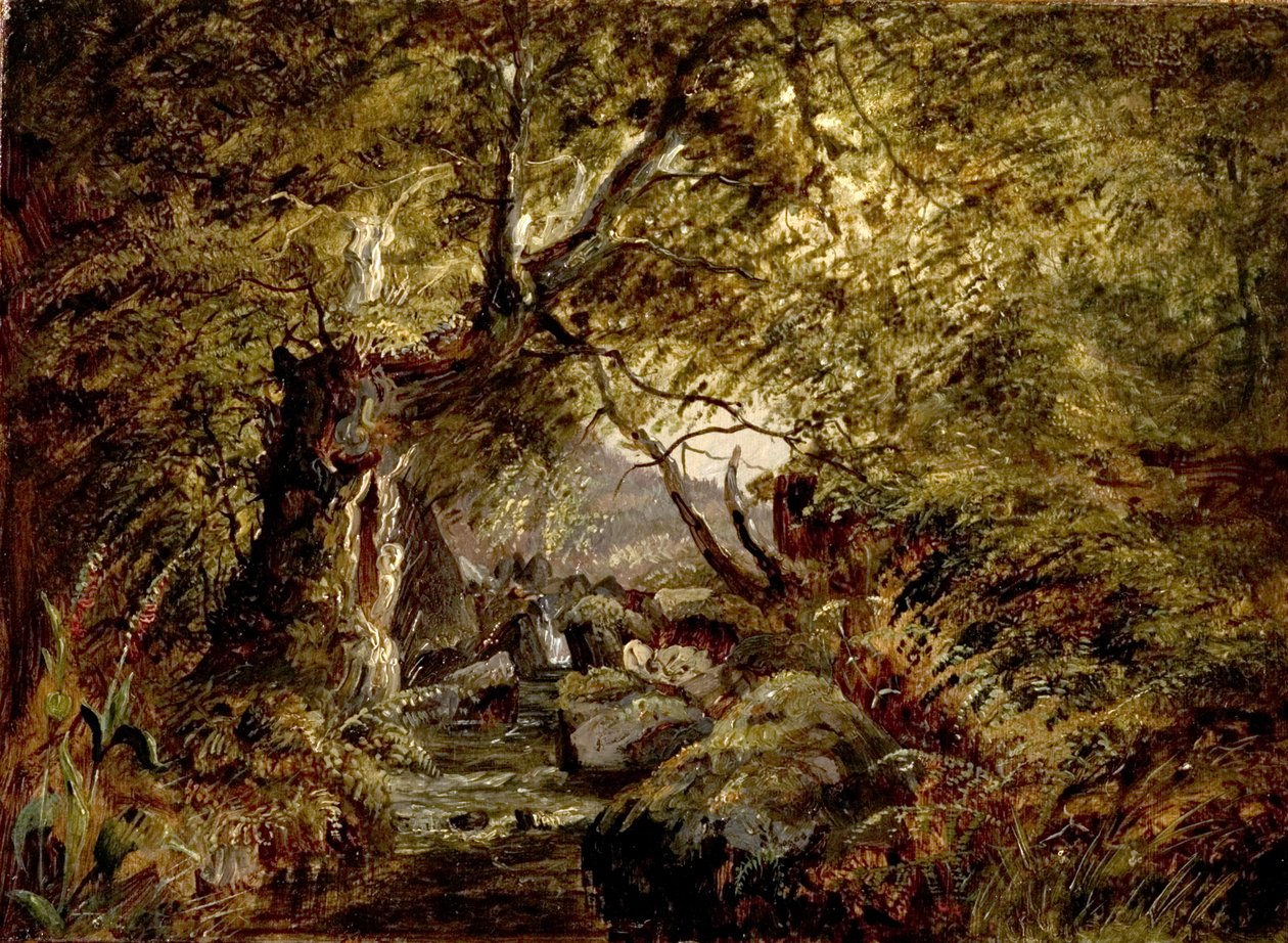 Un arroyo en el bosque de English School