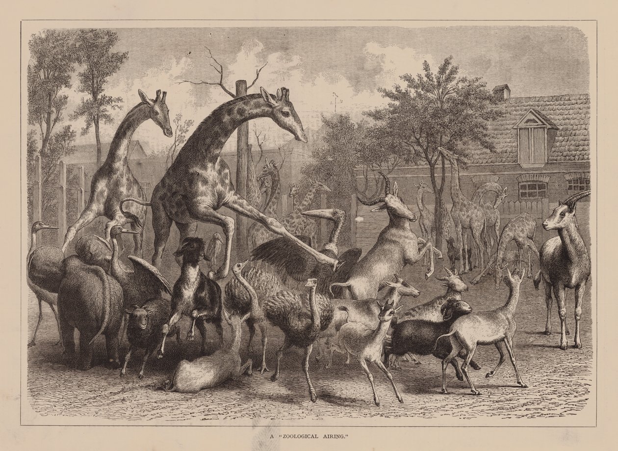 A "Zoological Airing" (grabado) de English School