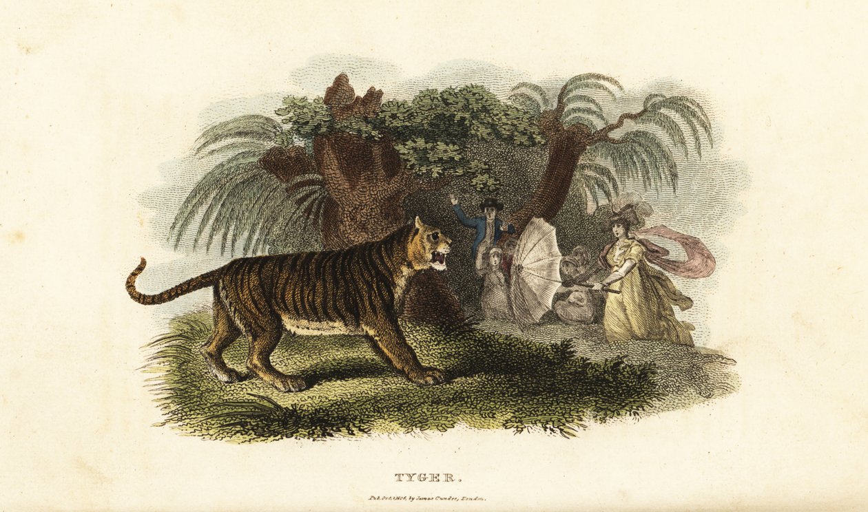 Un tigre, Panthera tigris, asustado por una mujer inglesa agitando un paraguas de English School