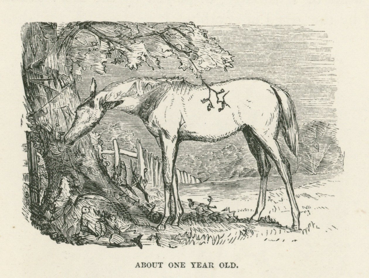 Alrededor de un año (grabado) de English School