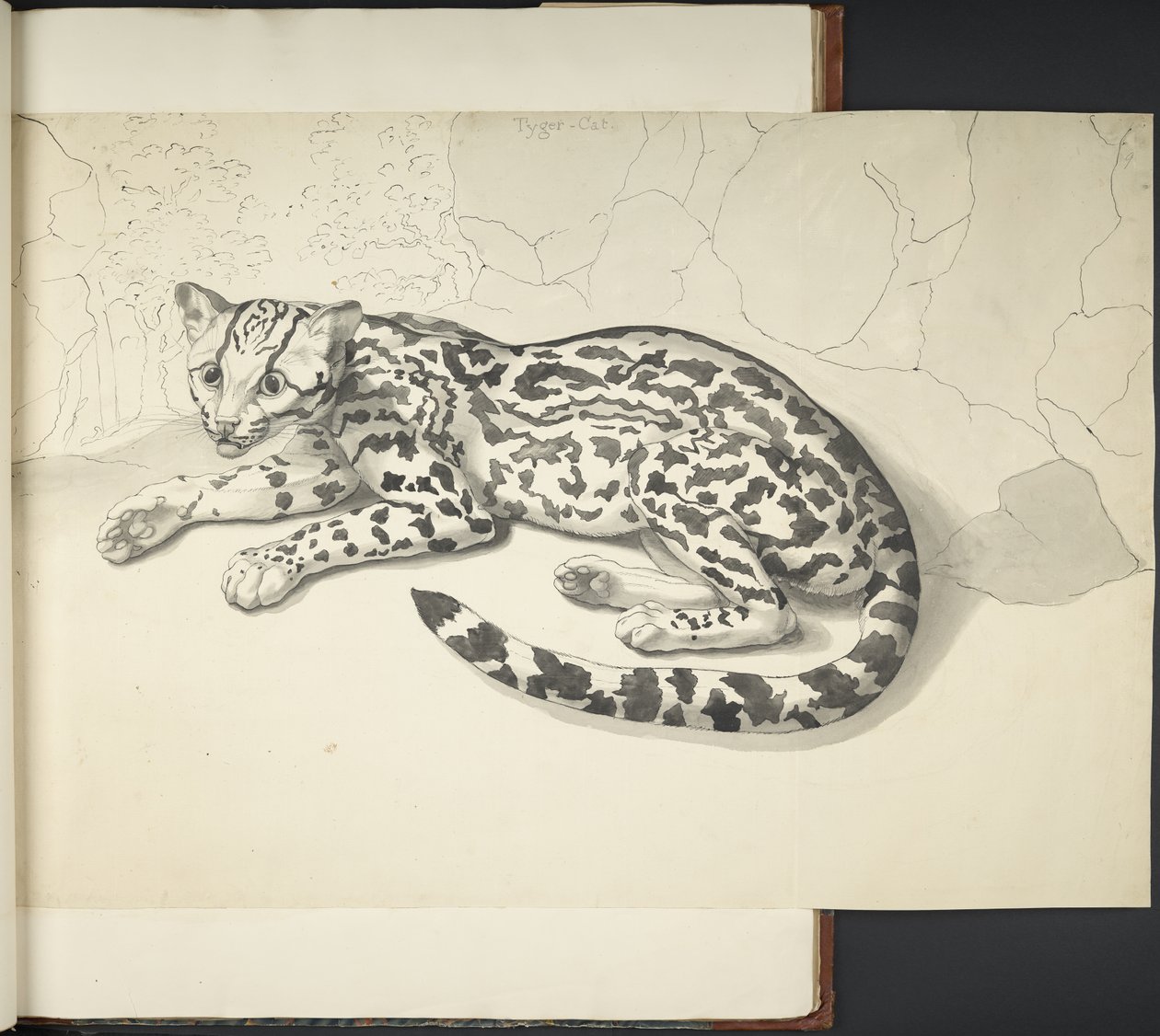 Añadir MS 11807 f.9 Tyger Cat, de 