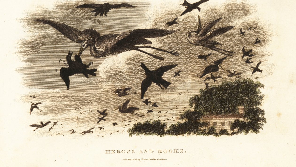 Batalla aérea entre garzas y grajos por derechos de anidación cerca de la casa de Daniel Wilson, Dallam Tower, Westmorland de English School