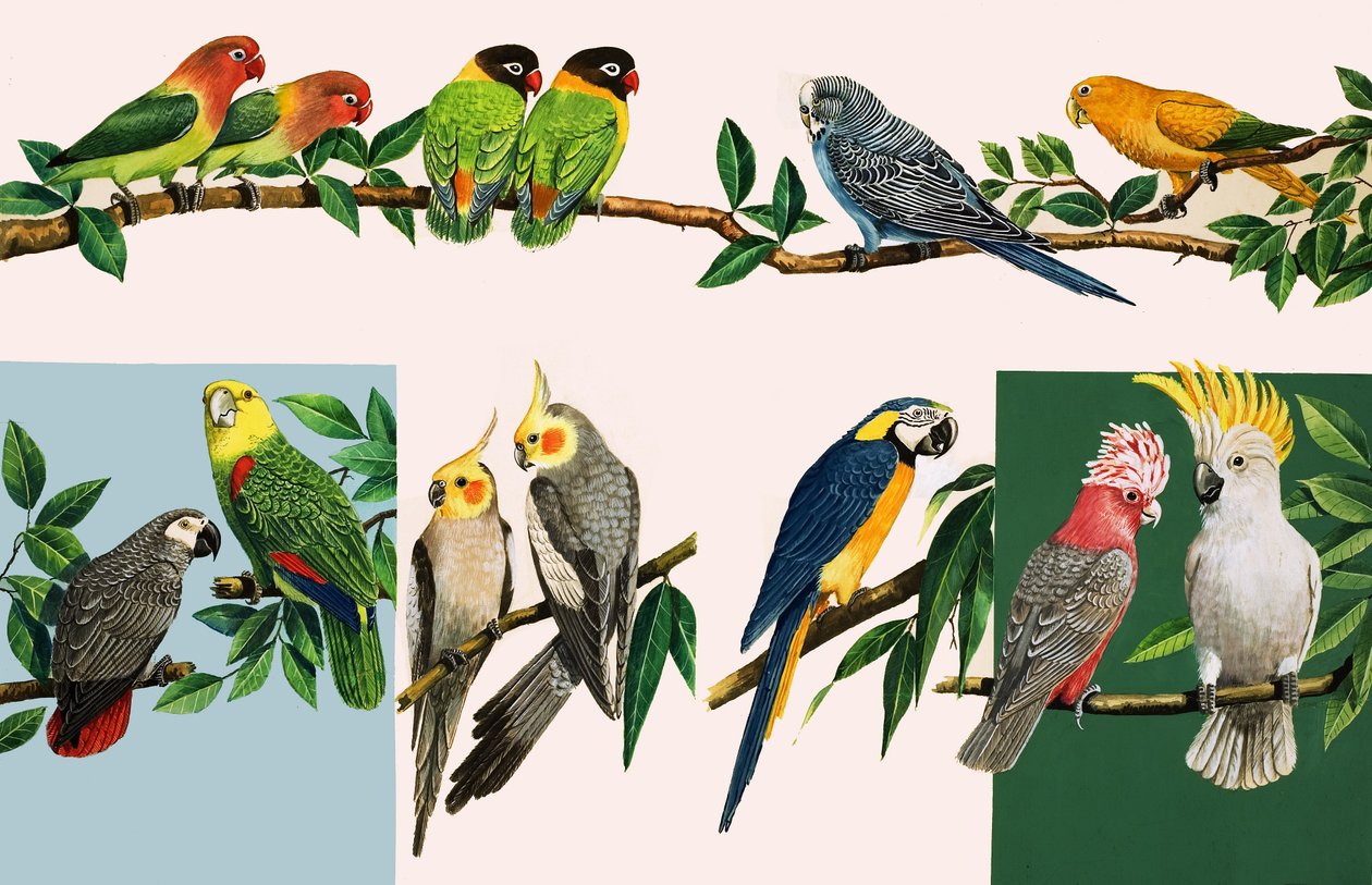 Todo tipo de loros bonitos, ilustración de 