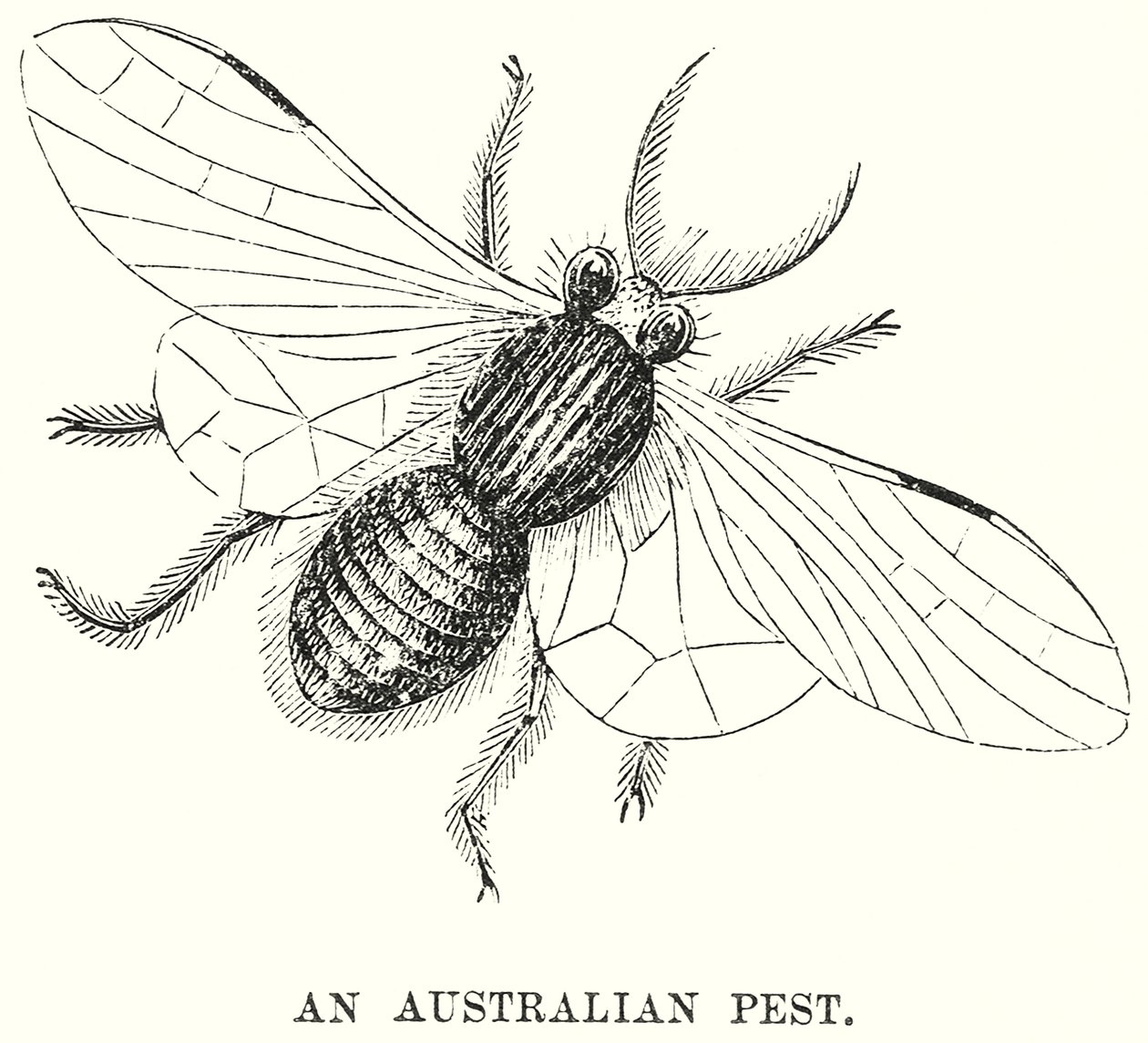 Una plaga australiana (grabado) de English School