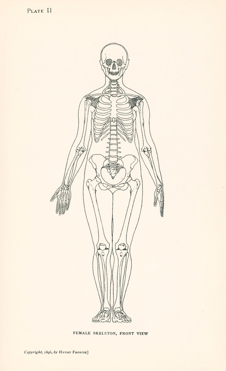 Anatomía: Esqueleto femenino, vista frontal (litografía) de English School