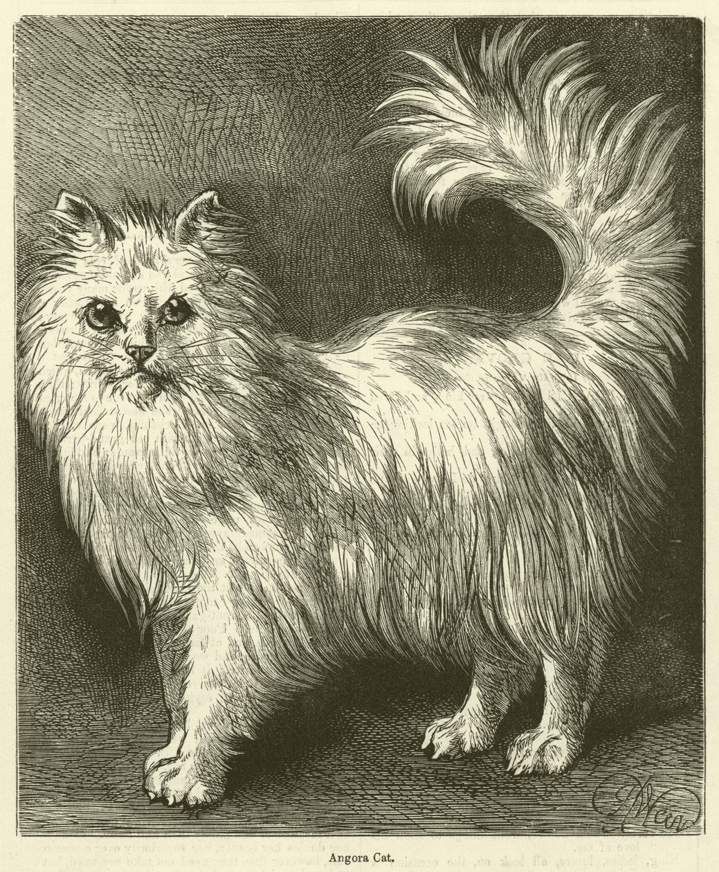 Gato de angora (grabado) de English School