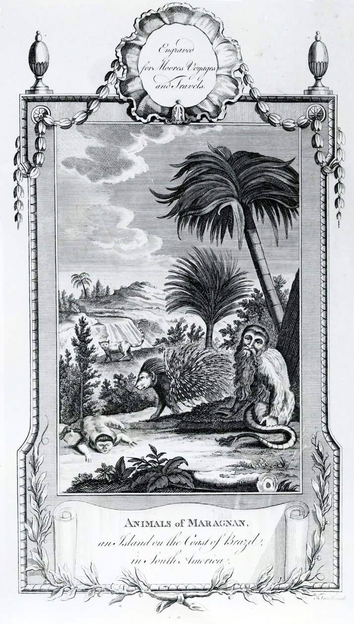 Animales de Maragnan, ilustración tomada de los Viajes y Aventuras de Moore, 1778 de English School