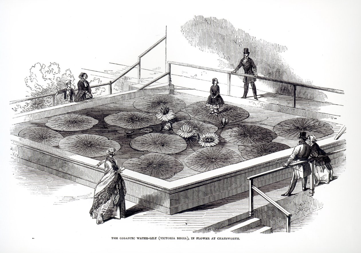 Annie Paxton sobre el lirio de agua Victoria regia en el Gran Invernadero en Chatsworth, 1849 de English School