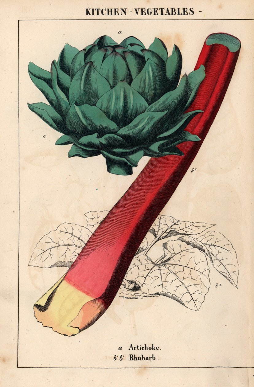 Corazón de alcachofa y ruibarbo carmesí   , de "The Instructive Picturebook, or Lessons from the Vegetable World", [Charlotte Mary Yonge], Edimburgo de English School