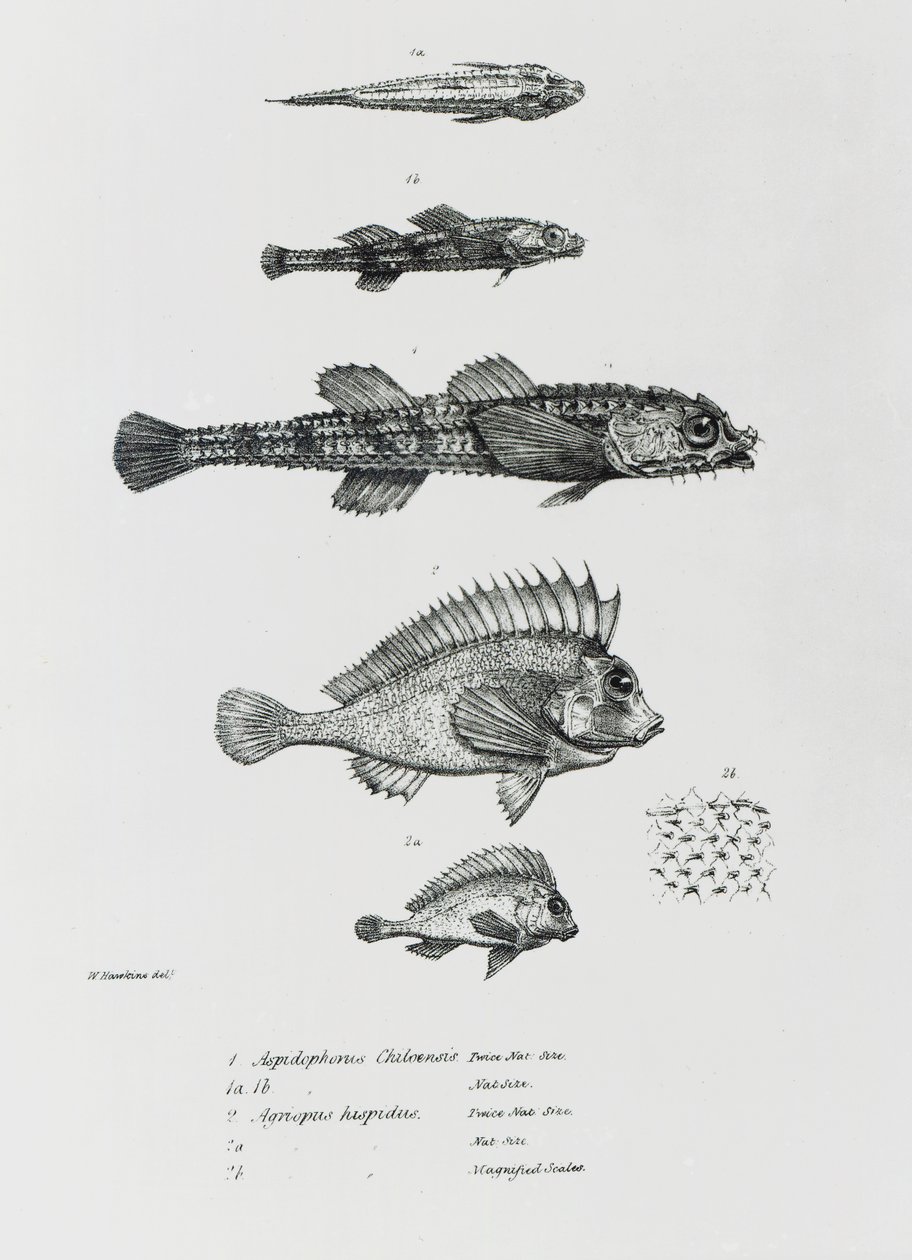 Aspidophorus Chiloensis y Agriopus Hispidus, lámina 7 de 