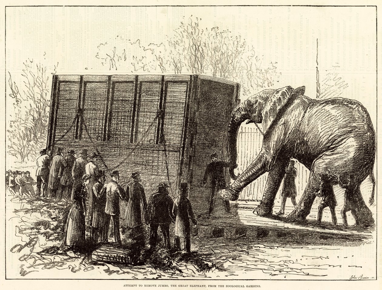 Intento de sacar a Jumbo, el gran elefante, de los Jardines Zoológicos (grabado) de English School