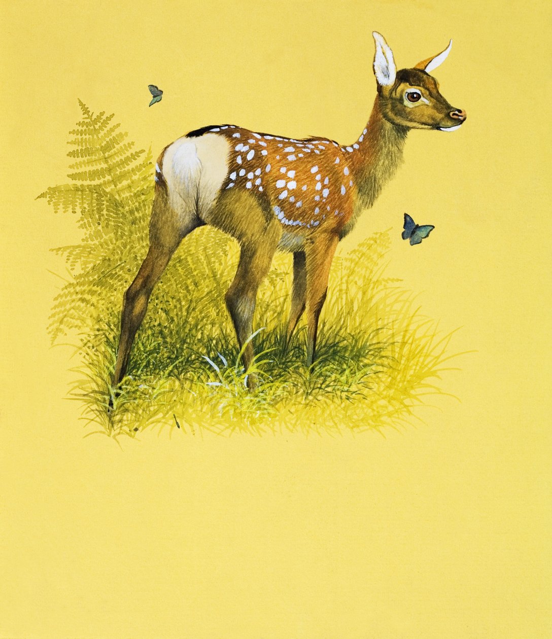 Baby Deer (gouache sobre papel) de English School