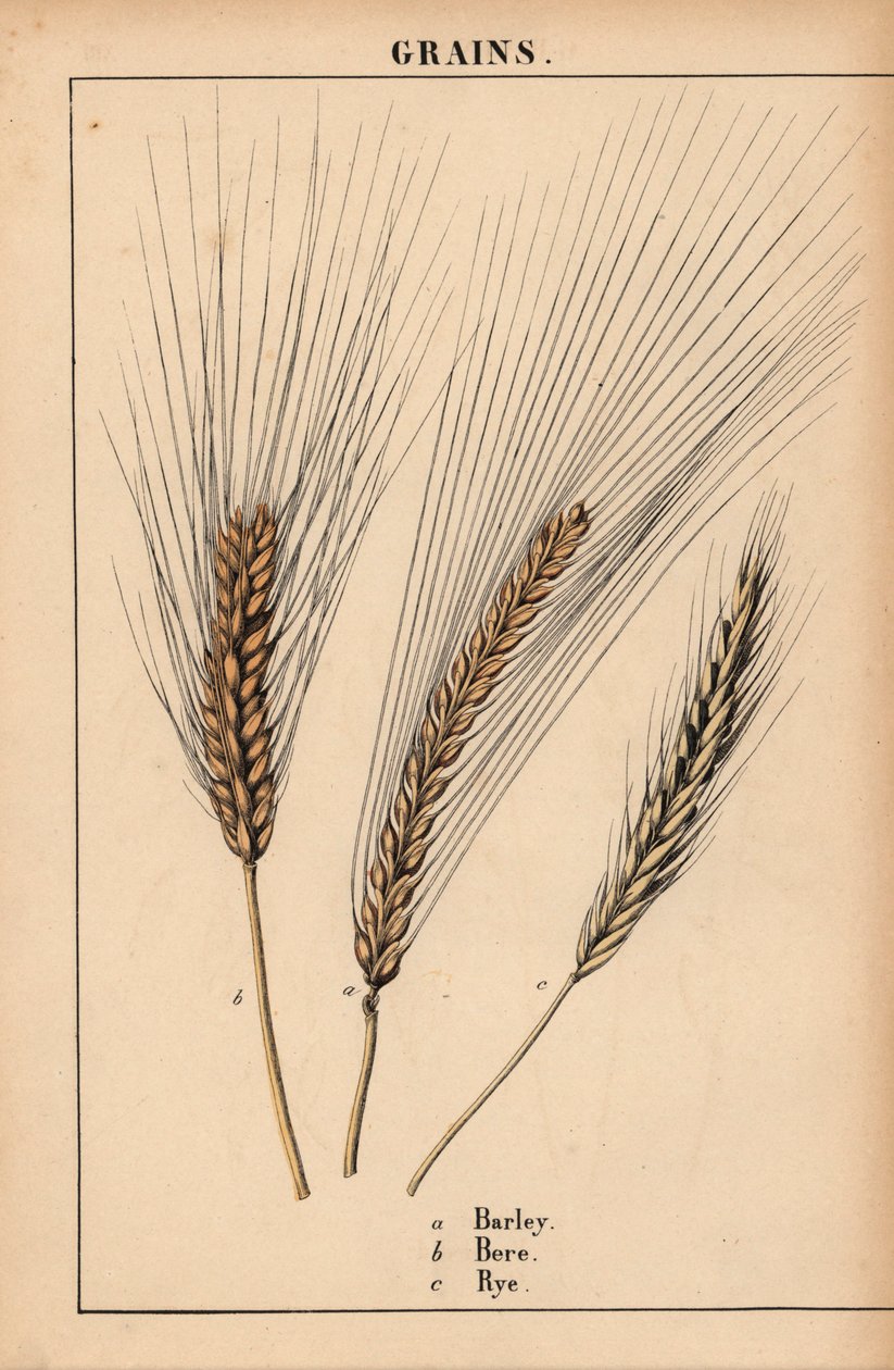 Cebada, bere y centeno  , de "The Instructive Picturebook, or Lessons from the Vegetable World", [Charlotte Mary Yonge], Edimburgo de English School