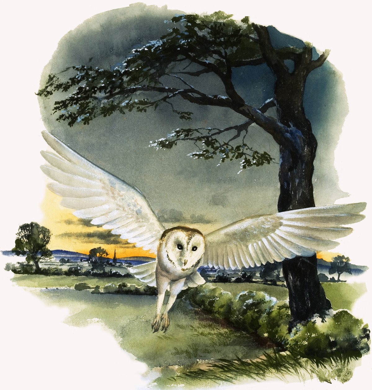 Lechuza común en vuelo, ilustración de "Peeps at Nature". de English School