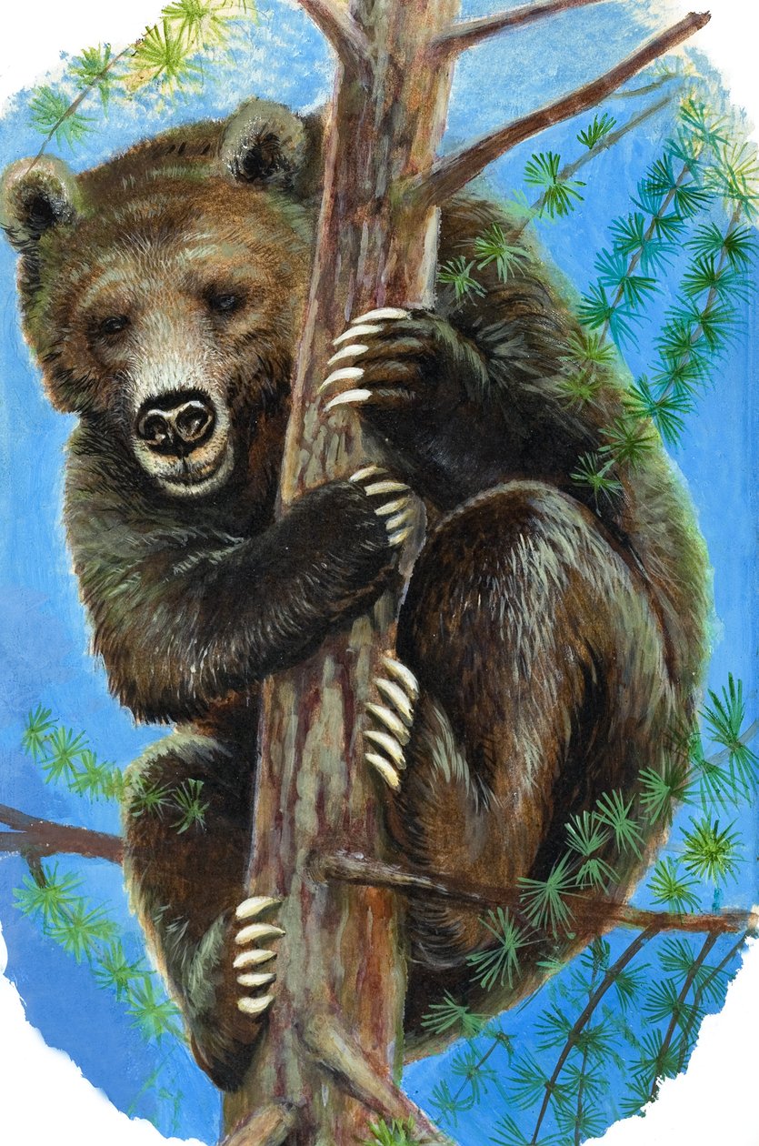 Oso en un árbol (gouache sobre papel) de English School