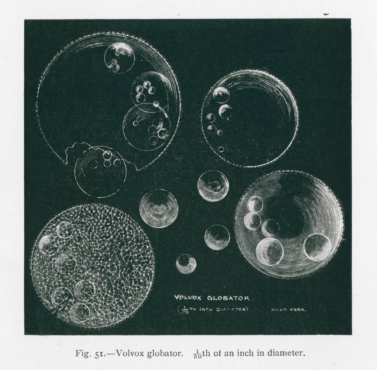 Bellezas de la naturaleza: Volvox Globator (litografía) de English School