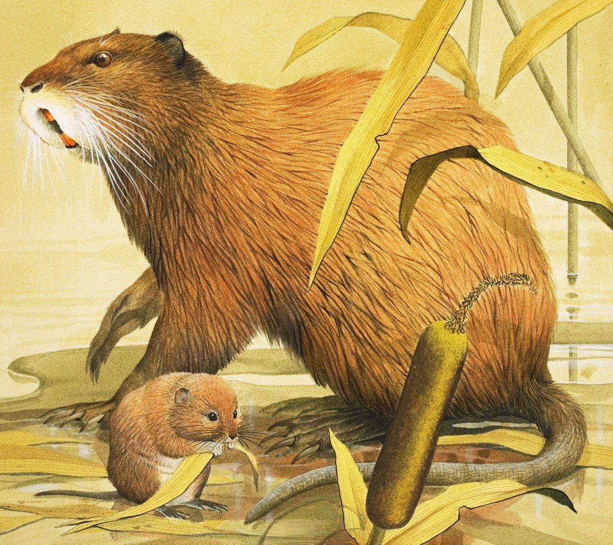 Beautiful Rodents (gouache sobre papel) de English School