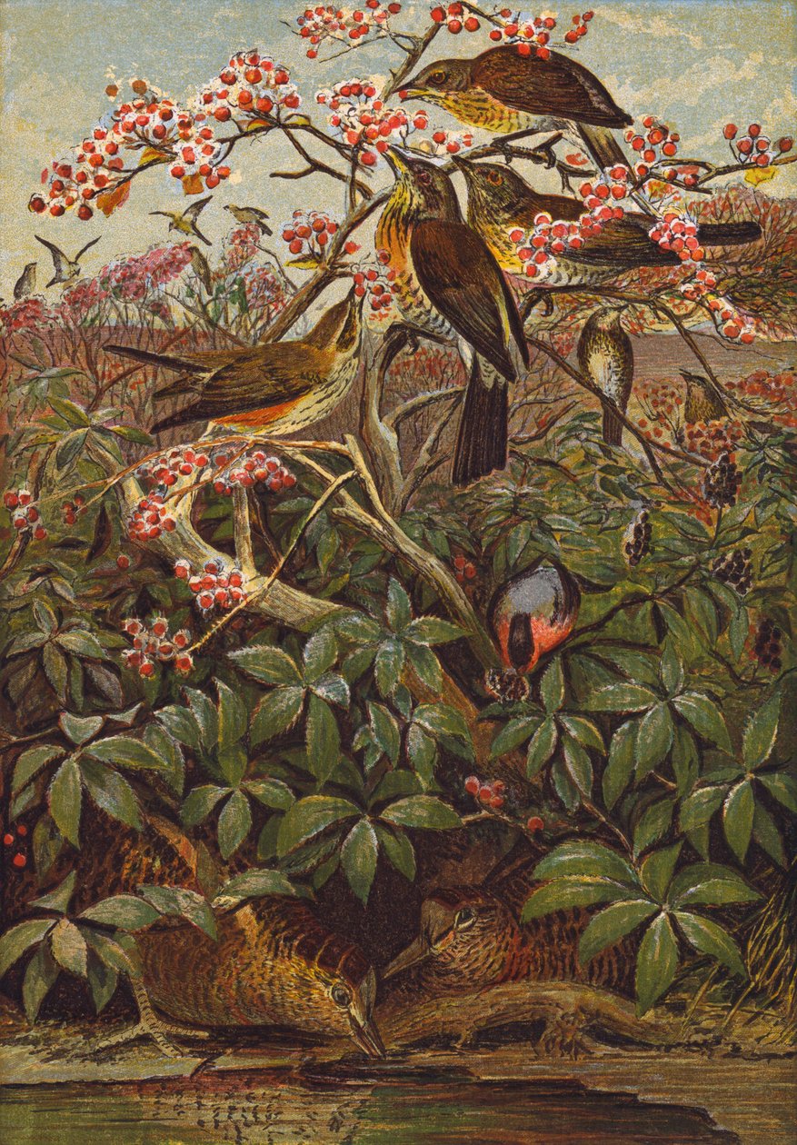 Pájaros (litografía en color) de English School
