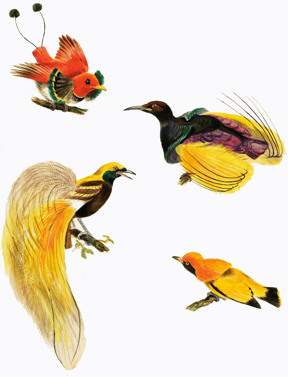 Aves del paraíso de English School