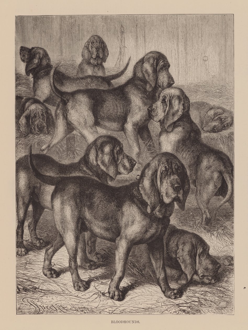 Sabuesos (grabado) de English School