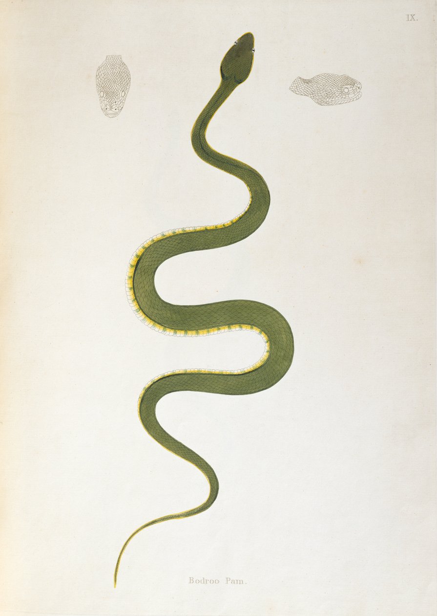 Serpiente Bodroo Pam de Un Informe sobre las Serpientes de la India recogidas de la Costa de Coromandel por Patrick Russell, Londres, 1796 de English School