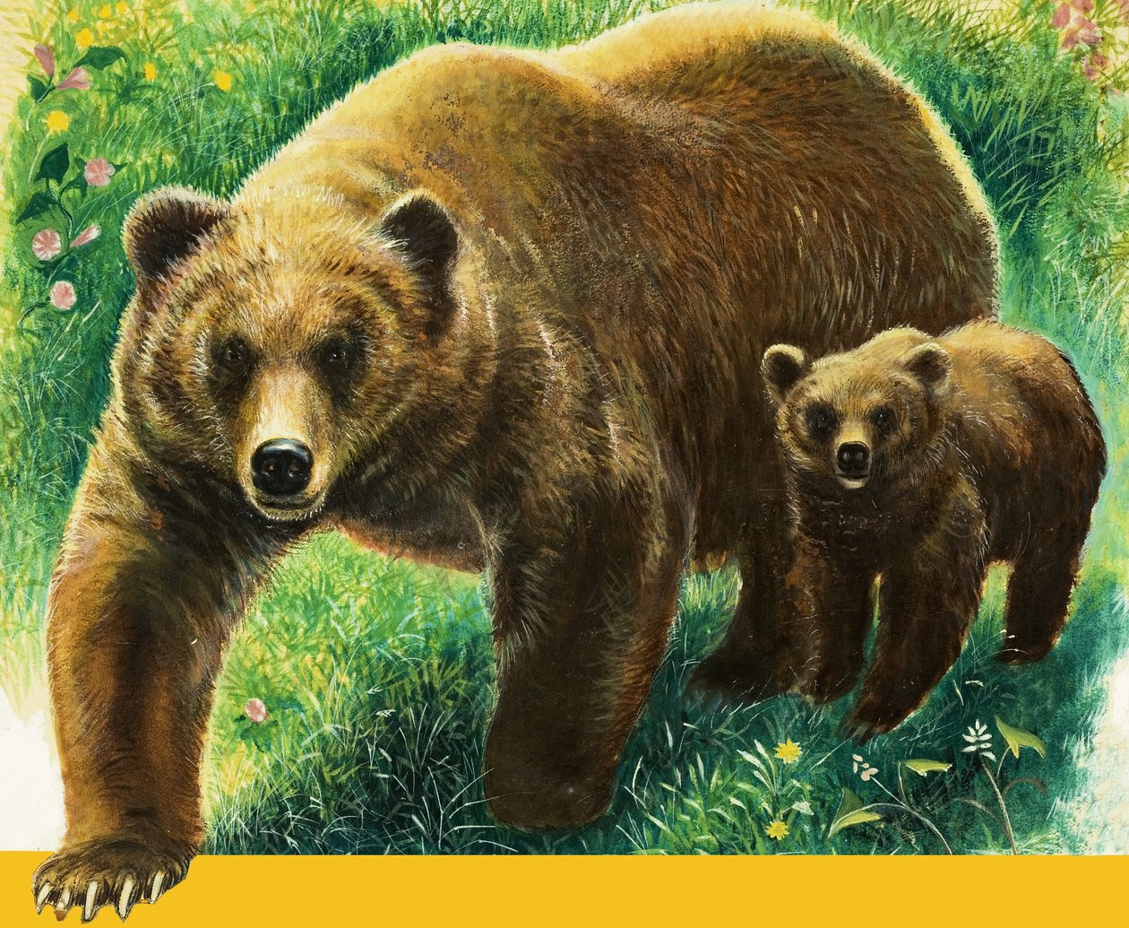 Oso pardo y osezno de English School