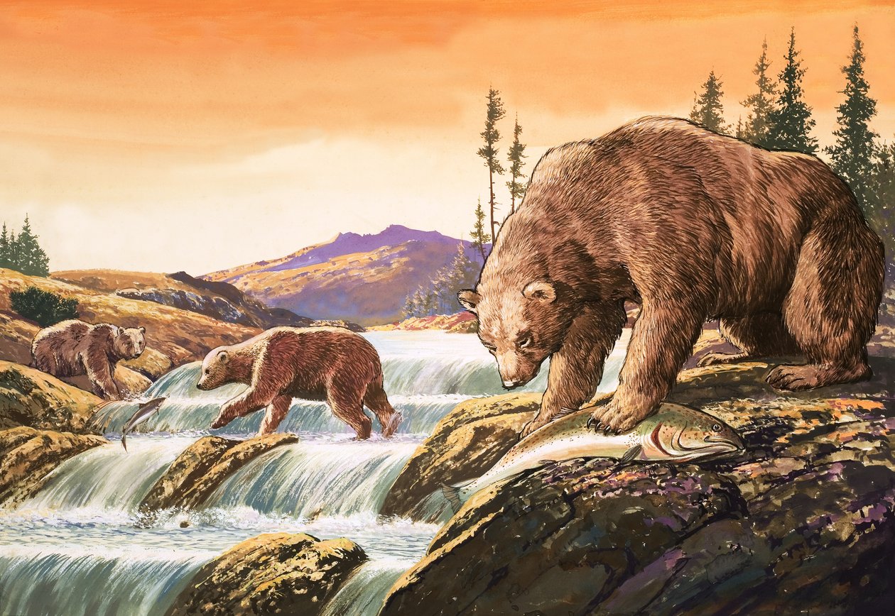 Osos pardos de Alaska, ilustración de "Nature