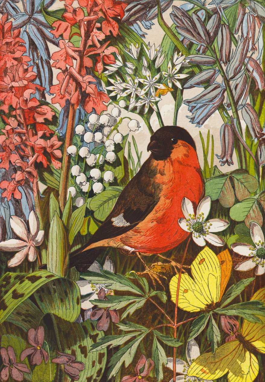 Camachuelo (litografía en color) de English School