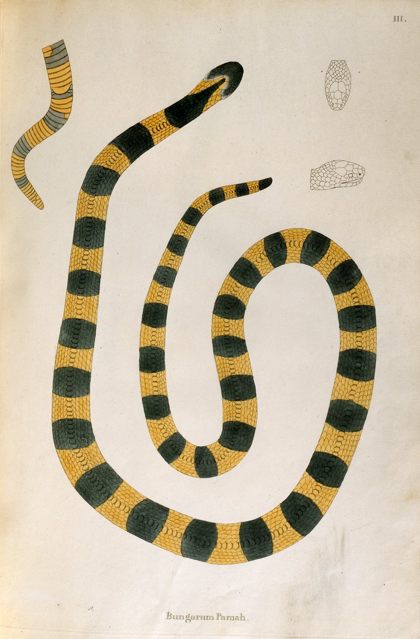 Serpiente Bungarum Pamah de Un Informe sobre las Serpientes de la India recogidas de la Costa de Coromandel por Patrick Russell, Londres, 1796 de English School