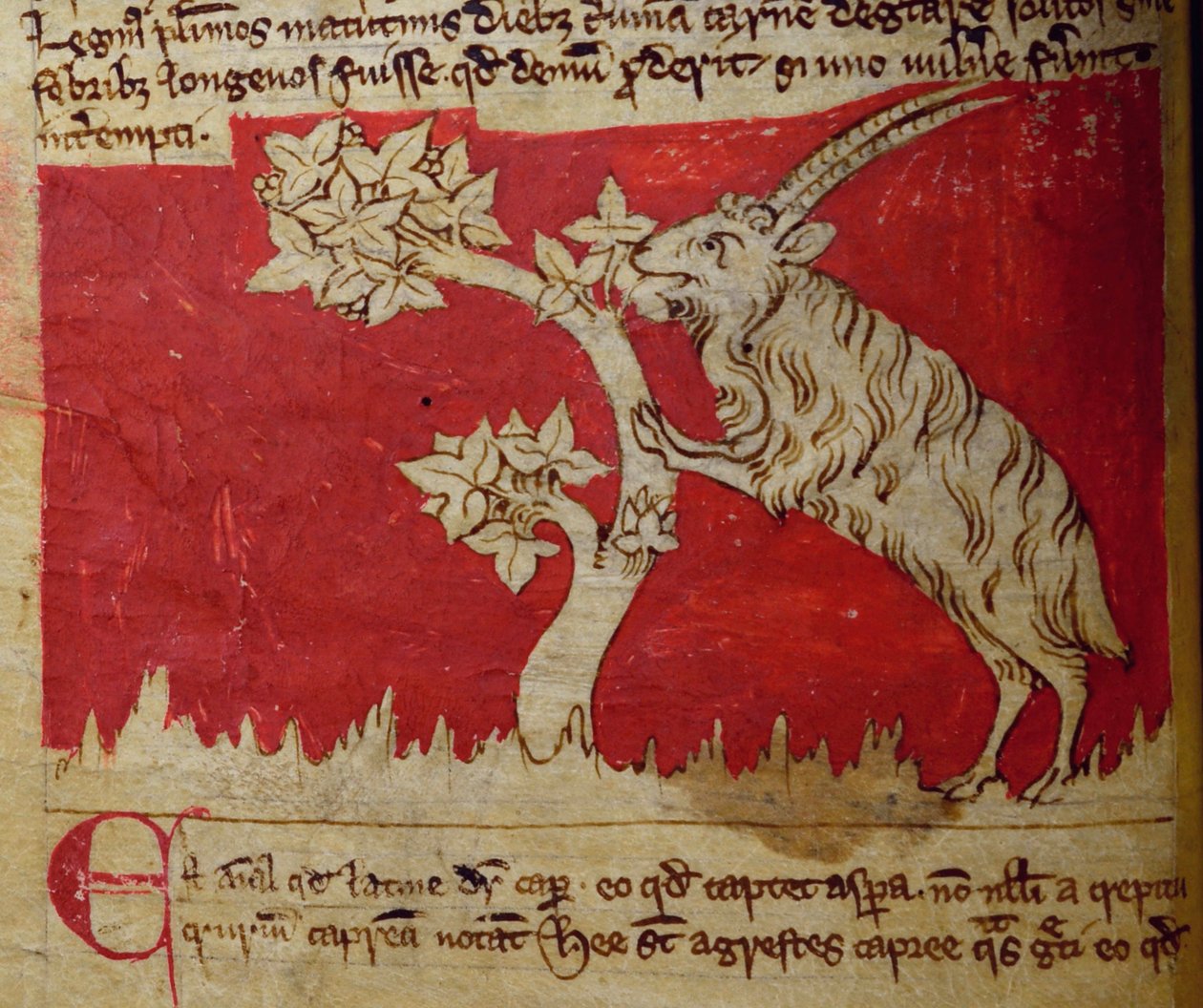 Cabra, del Bestiario de English School