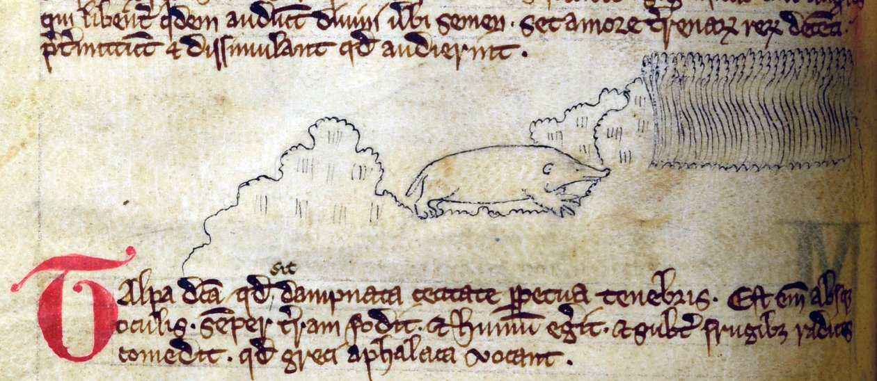 Topo, del Bestiario de English School