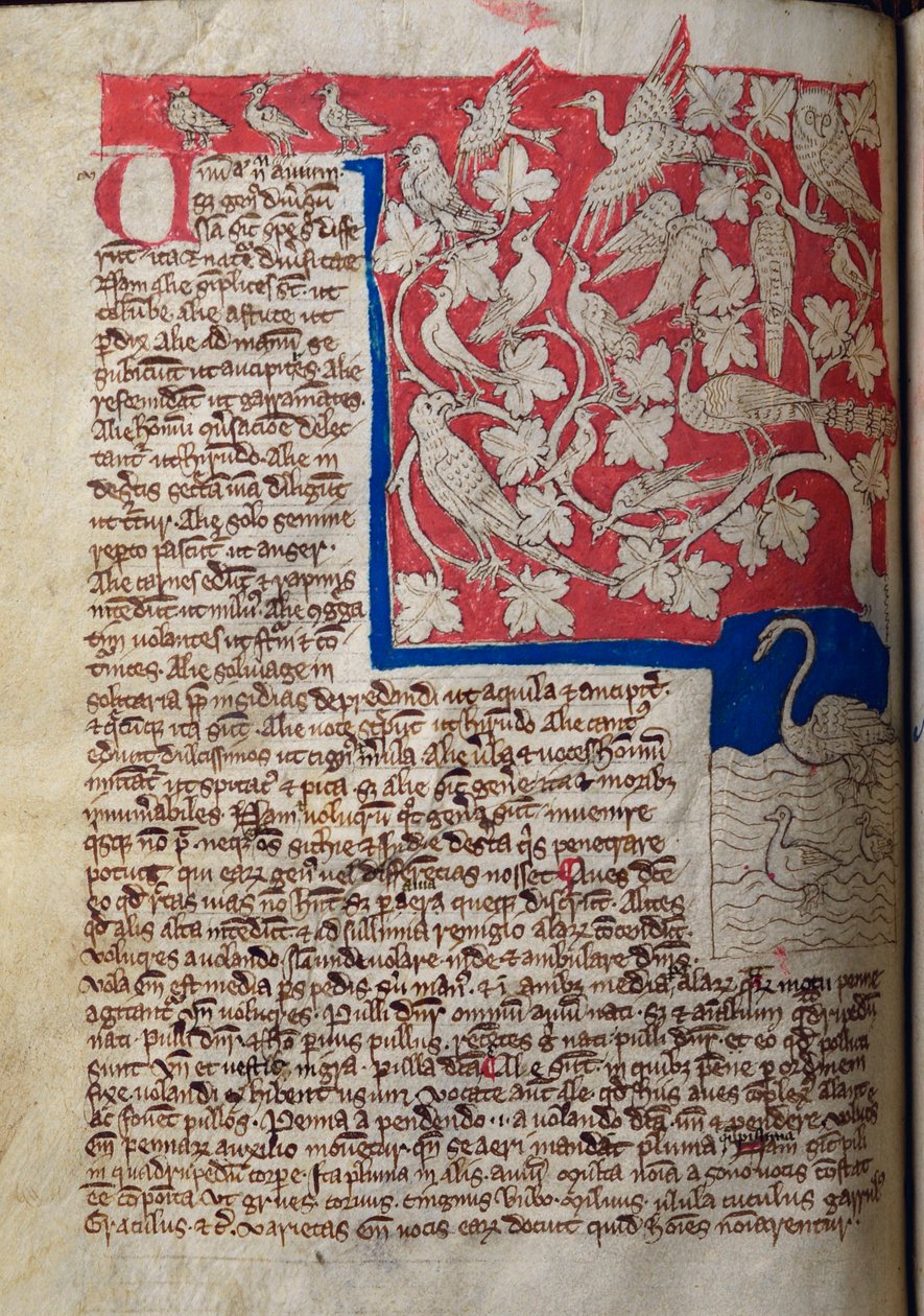 CCA-LitMs/D/10 fol. 12v Pájaros, del Bestiario de English School