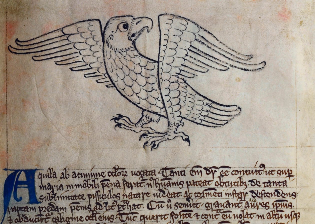 Águila, del Bestiario de English School