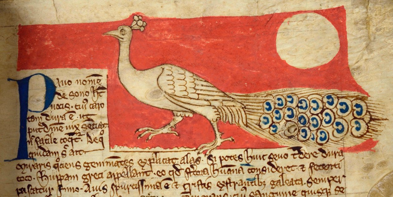 CCA-LitMs/D/10 fol. 22r Pavo real, del Bestiario de English School