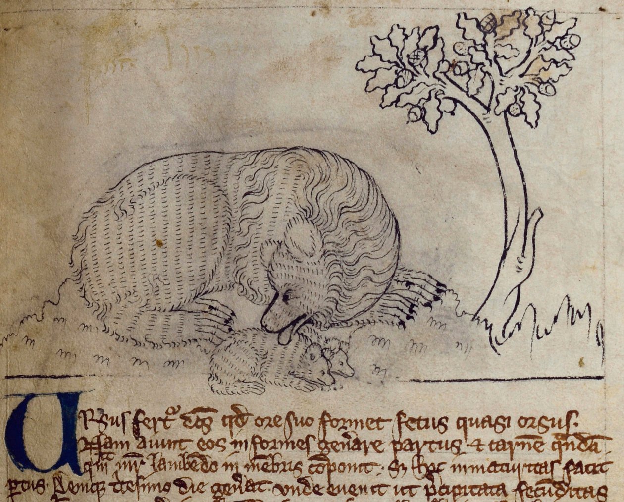 Oso, del Bestiario de English School