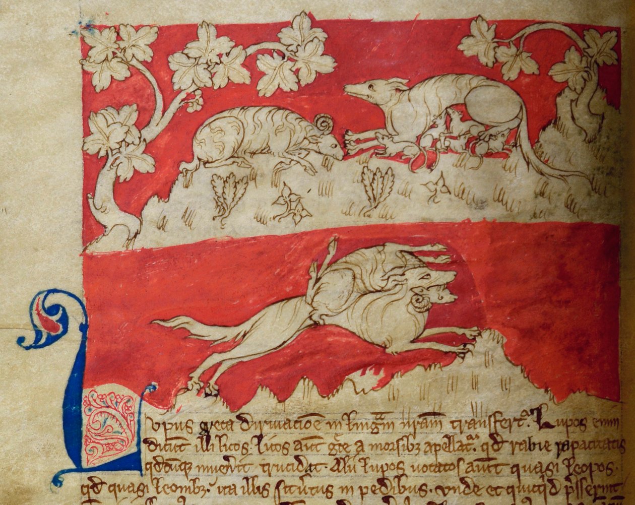 CCA-LitMs/D/10 fol. 4v Lobo, del Bestiario de English School