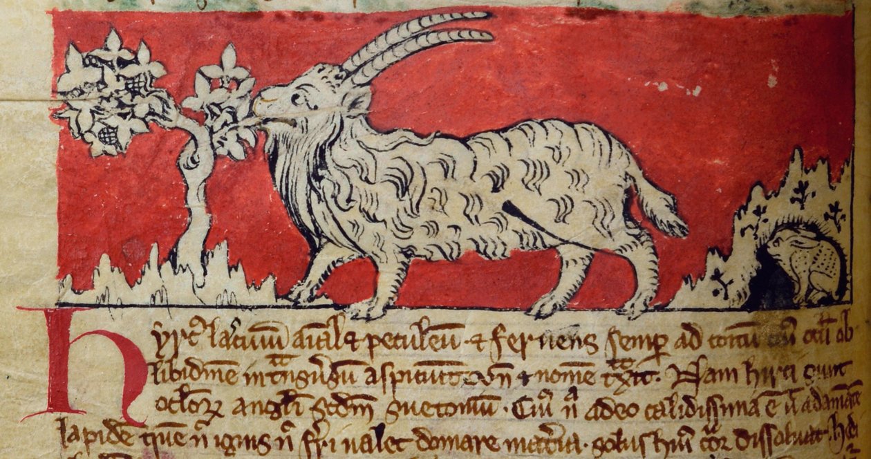 Cabra, del Bestiario de English School