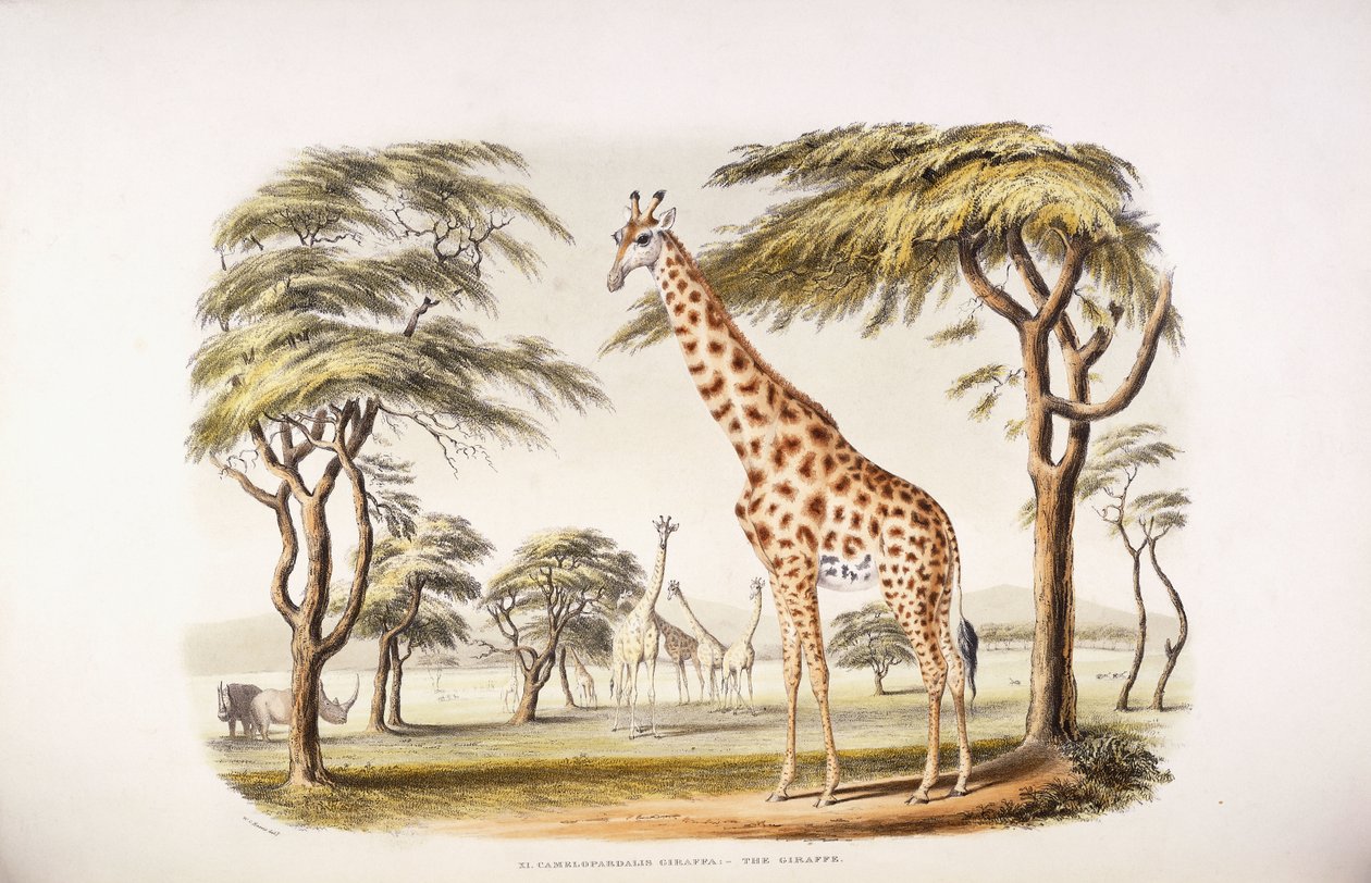 Camelopardalis Giraffa de English School
