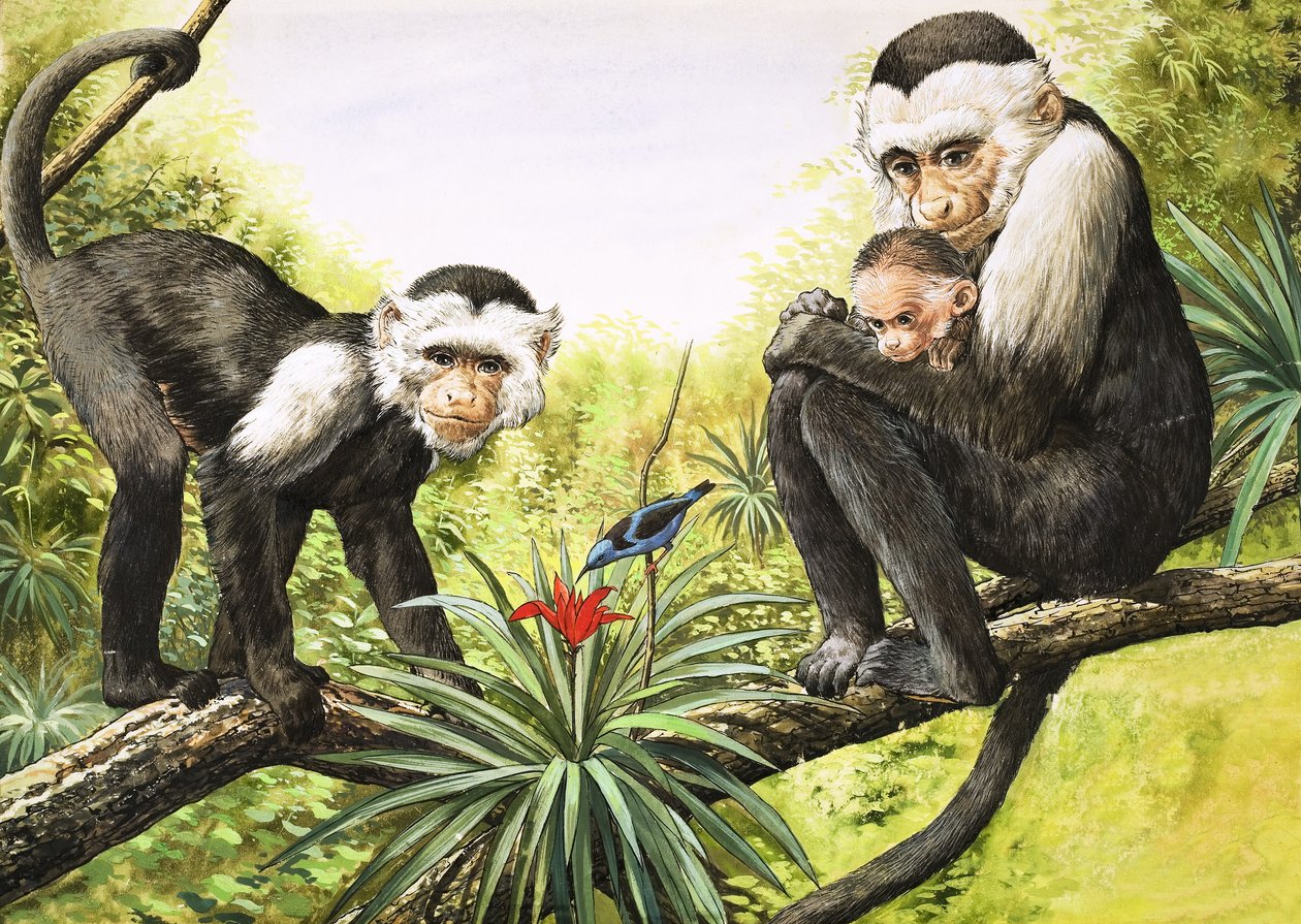Monos capuchinos, ilustración de "Nature