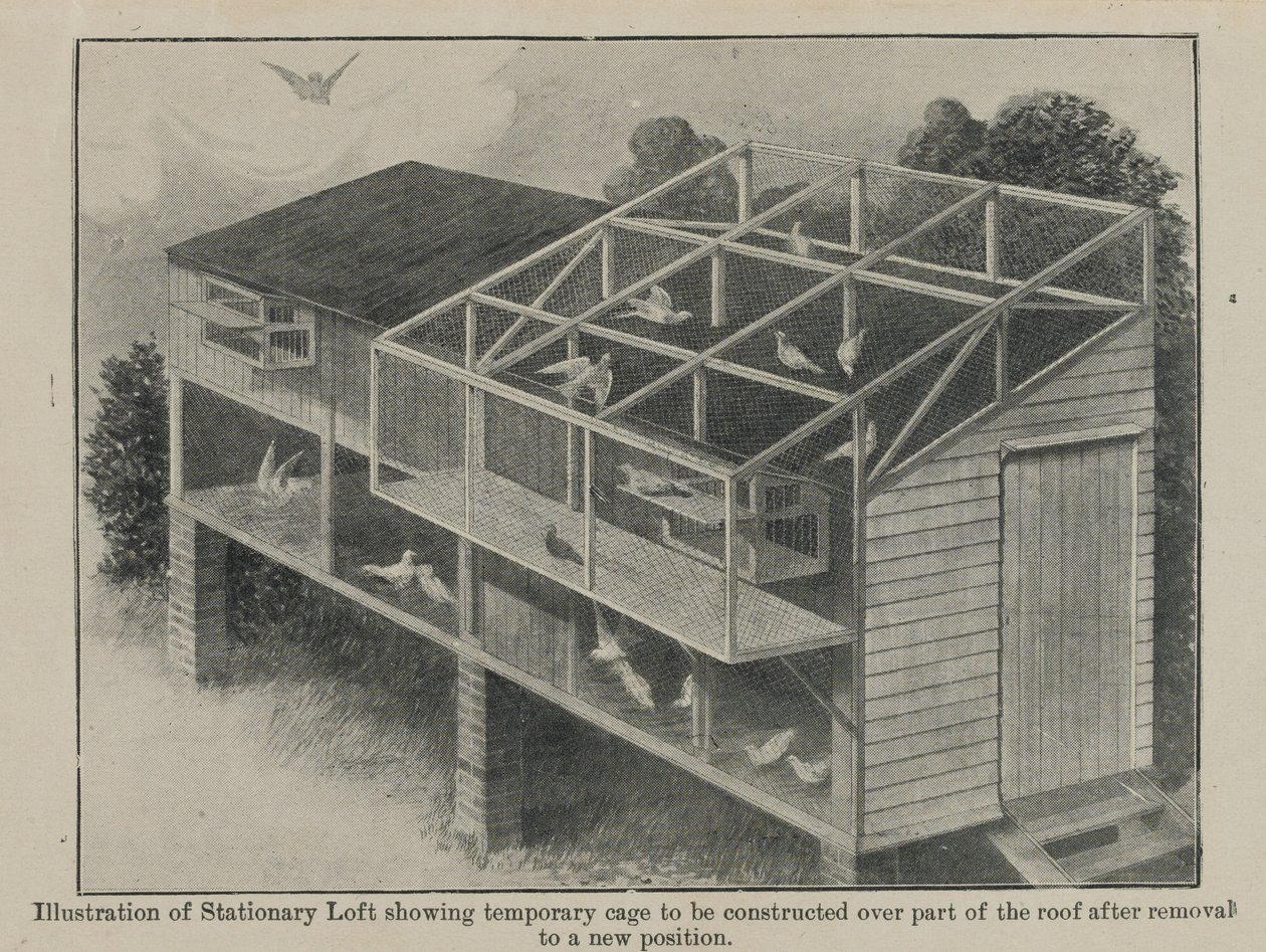 Palomas mensajeras en la guerra, marzo 1918 de English School