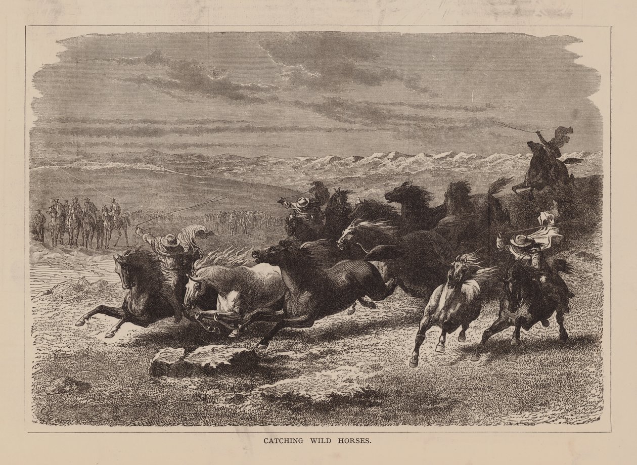 Cazar caballos salvajes (grabado) de English School