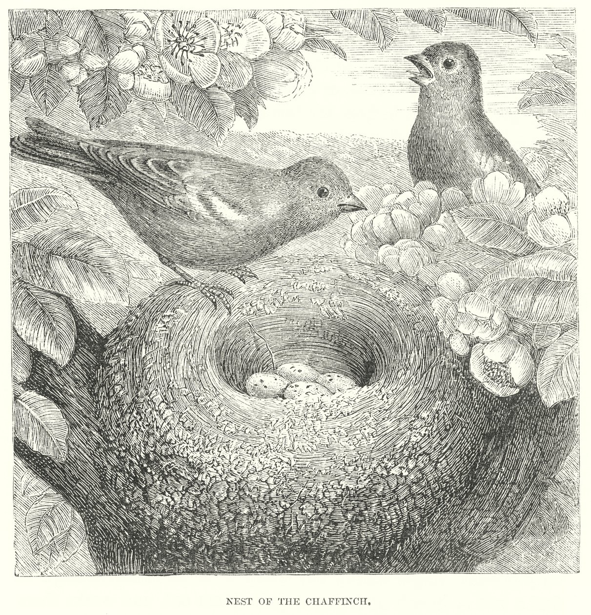 Pinzón vulgar (grabado) de English School