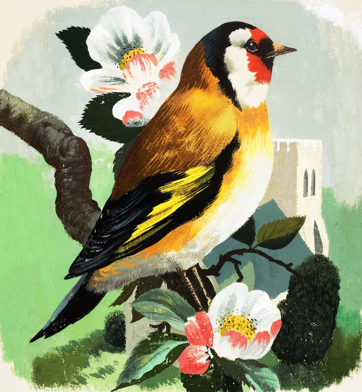 Pinzón (gouache sobre papel) de English School