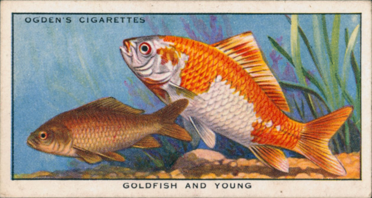 Cambio de color en peces jóvenes y adultos, Goldfish y alevines (litografía en color) de English School