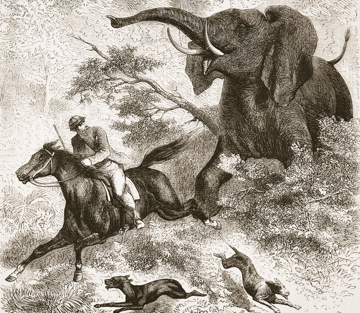 Perseguido por un elefante, ilustración de The Pictorial Edition of the Life and Discoveries of David Livingstone por J. Ewing Richie, pub. por A. Fullarton & Co., 1876 de English School