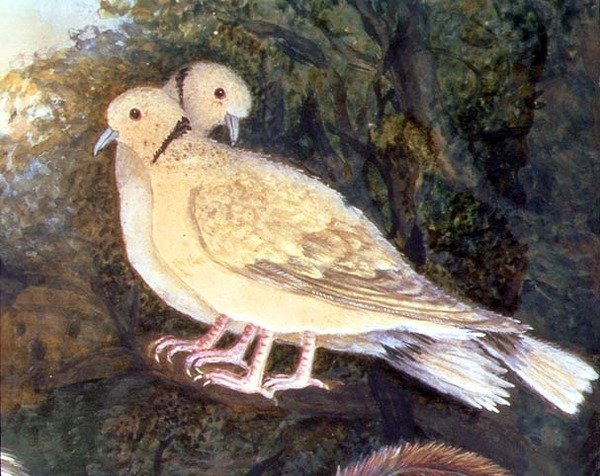Pollo y palomas cerca de una granja (detalle) de English School