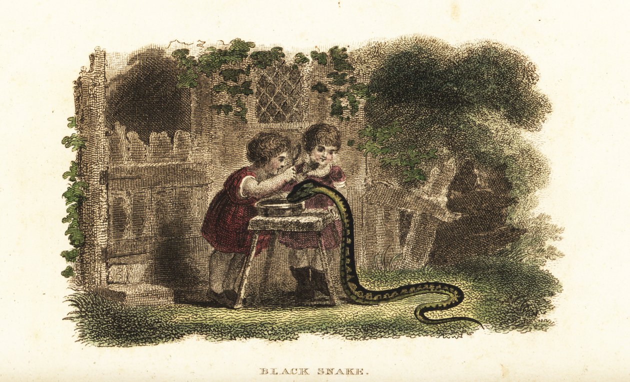 Niños usando cucharas para golpear la cabeza de una serpiente negra que bebe ávidamente de un platillo de leche de English School
