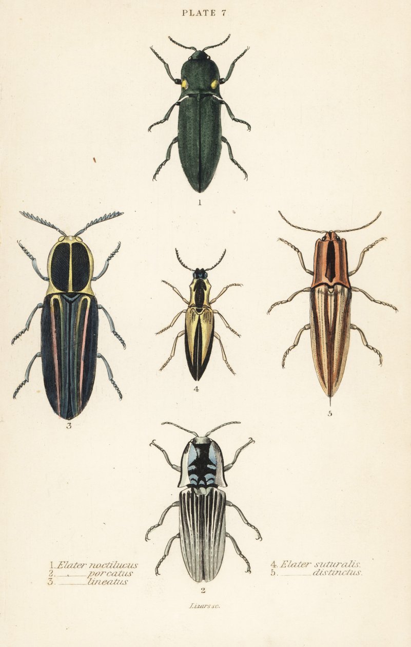 Escarabajo click: Elater de faro, Pyrophorus noctilucus 1, Chalcolepidius porcatus 2, escarabajo click alineado, Agriotes lineatus 3, Elater suturalis 4, y Semiotus distinctus 5 de English School